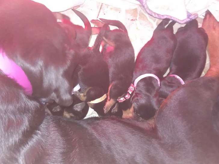 À réserver 6 chiots Rottweilers (LOF)