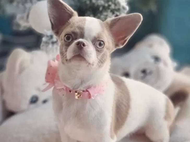 Chienne Chihuahua LOF de 5 ans à vendre