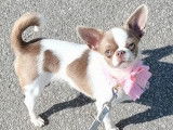 Chienne Chihuahua LOF de 5 ans à vendre