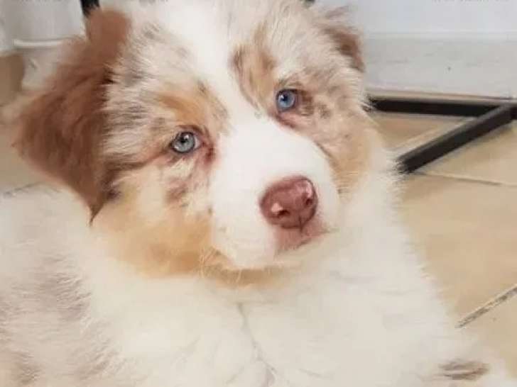 Des chiots Bergers Australiens LOF à réserver