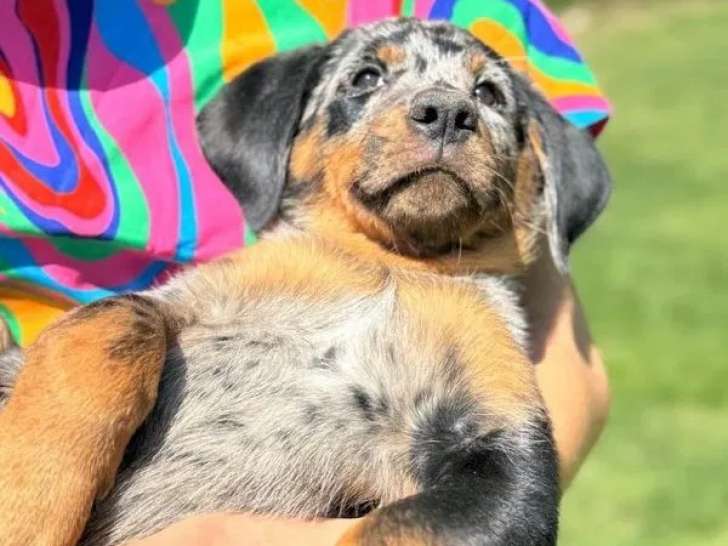 Des chiots Beaucerons disponibles à la vente (LOF)