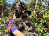 Des chiots Beaucerons disponibles à la vente (LOF)