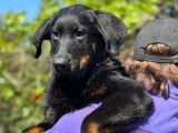 Des chiots Beaucerons disponibles à la vente (LOF)
