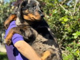 Des chiots Beaucerons disponibles à la vente (LOF)