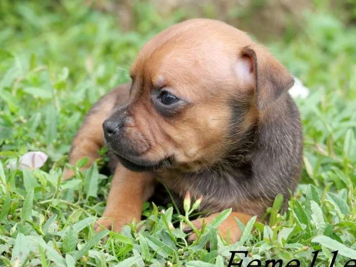 4 chiots Staffordshire Bull Terriers LOF à réserver