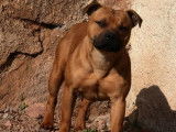 4 chiots Staffordshire Bull Terriers LOF à réserver