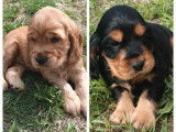 4 chiots Cockers Anglais LOF disponibles à la réservation