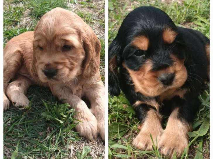 4 chiots Cockers Anglais LOF disponibles à la réservation