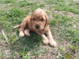 4 chiots Cockers Anglais LOF disponibles à la réservation