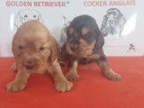 4 chiots Cockers Anglais LOF disponibles à la réservation