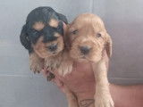 4 chiots Cockers Anglais LOF disponibles à la réservation