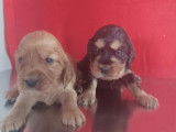 4 chiots Cockers Anglais LOF disponibles à la réservation