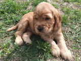 4 chiots Cockers Anglais LOF disponibles à la réservation