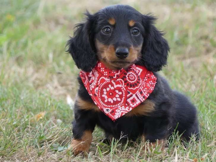 À réserver 2 chiots mâles Teckel Nains LOF à poil long