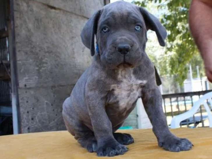 2 chiots mâles Cane Corso LOF à réserver