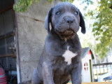 2 chiots mâles Cane Corso LOF à réserver
