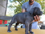 2 chiots mâles Cane Corso LOF à réserver