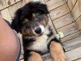 4 chiots Bergers Australiens LOF à vendre
