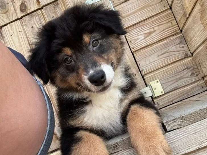 4 chiots Bergers Australiens LOF à vendre