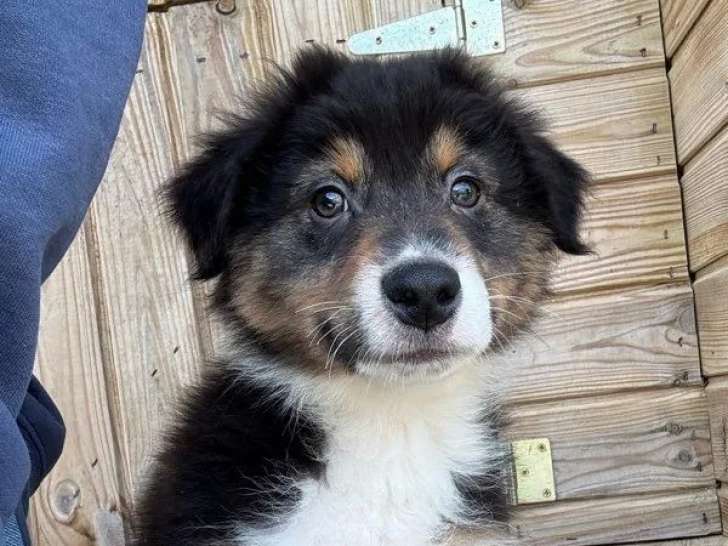 À acheter un chiot mâle Berger Australien LOF rouge tricolore