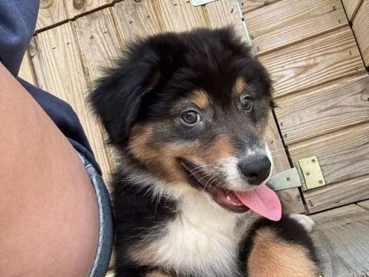 4 chiots mâles Bergers Australiens tricolores disponibles à l’achat (LOF)