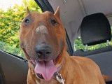 Une chienne Bull Terrier LOF de 5 ans fauve disponible à la réservation