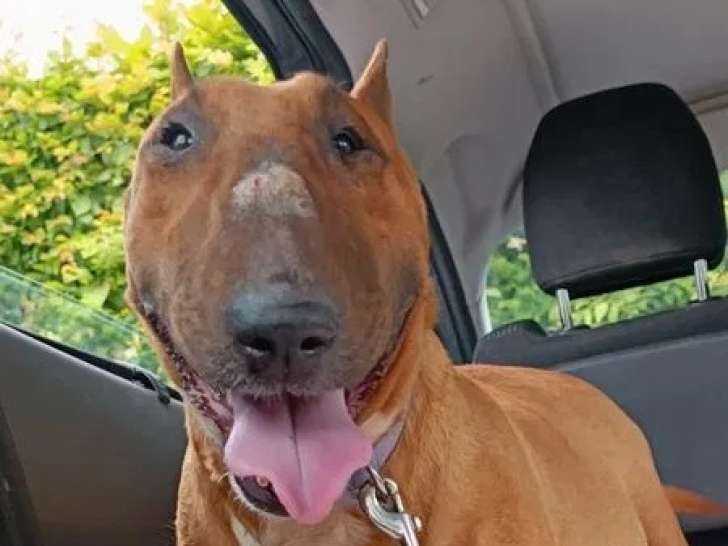Une chienne Bull Terrier LOF de 5 ans fauve disponible à la réservation