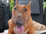 Une chienne Bull Terrier LOF de 5 ans fauve disponible à la réservation
