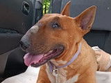 Une chienne Bull Terrier LOF de 5 ans fauve disponible à la réservation