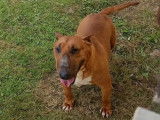Une chienne Bull Terrier LOF de 5 ans fauve disponible à la réservation