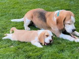 Un chien Beagle mâle LOF de 6 ans disponible à la vente