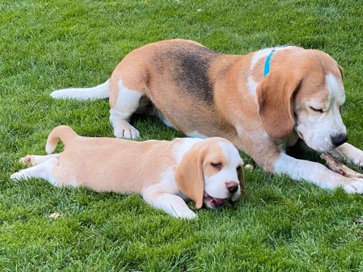 Un chien Beagle mâle LOF de 6 ans disponible à la vente