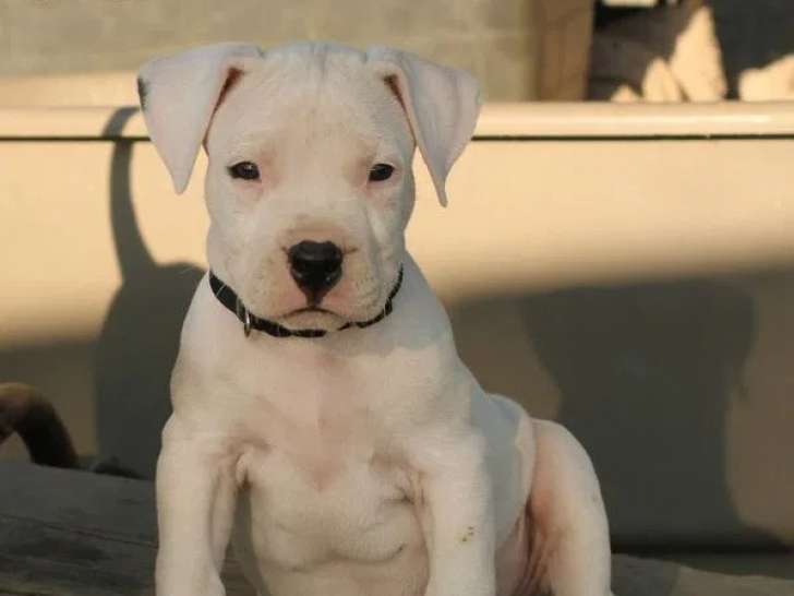 Des chiots Dogues Argentins LOF à acheter