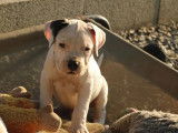 Des chiots Dogues Argentins LOF à acheter