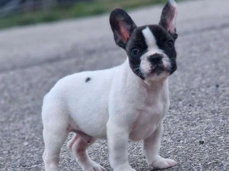 Un chiot Bouledogue Français mâle caille à vendre (LOF)