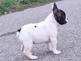 Un chiot Bouledogue Français mâle caille à vendre (LOF)