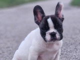 Un chiot Bouledogue Français mâle caille à vendre (LOF)