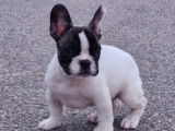 Un chiot Bouledogue Français mâle caille à vendre (LOF)