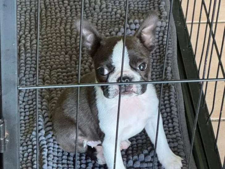 Un chiot femelle Boston Terrier Miniature à réserver (LOF)
