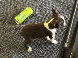 Un chiot femelle Boston Terrier Miniature à réserver (LOF)