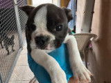 Un chiot femelle Boston Terrier Miniature à réserver (LOF)