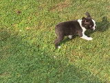Un chiot femelle Boston Terrier Miniature à réserver (LOF)