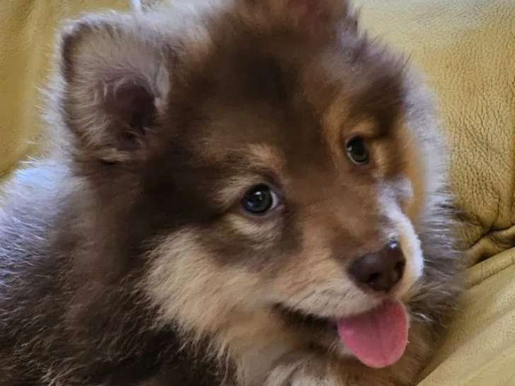 À vendre des chiots Finnois de Laponie femelles (LOF)