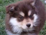 À vendre des chiots Finnois de Laponie femelles (LOF)