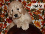 Chiots Goldendoodles à vendre