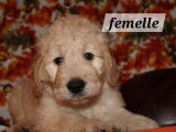 Chiots Goldendoodles à vendre