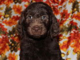 Chiots Goldendoodles à vendre