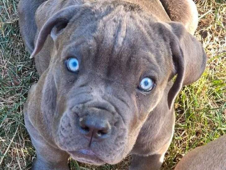 5 chiots Cane Corso LOF disponibles à la vente
