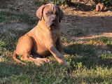 5 chiots Cane Corso LOF disponibles à la vente