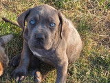 5 chiots Cane Corso LOF disponibles à la vente
